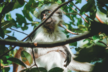 Aestibulum ipsum a ornare car