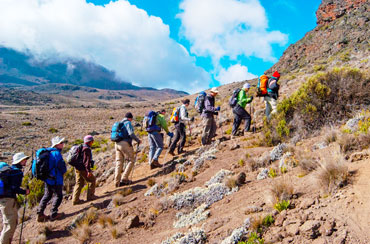 Bougainvilleas on Lombard Street,  San Francisco, Tokyo