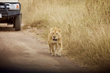 Bougainvilleas on Lombard Street,  San Francisco, Tokyo