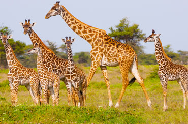 Bougainvilleas on Lombard Street,  San Francisco, Tokyo