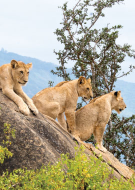 Bougainvilleas on Lombard Street,  San Francisco, Tokyo